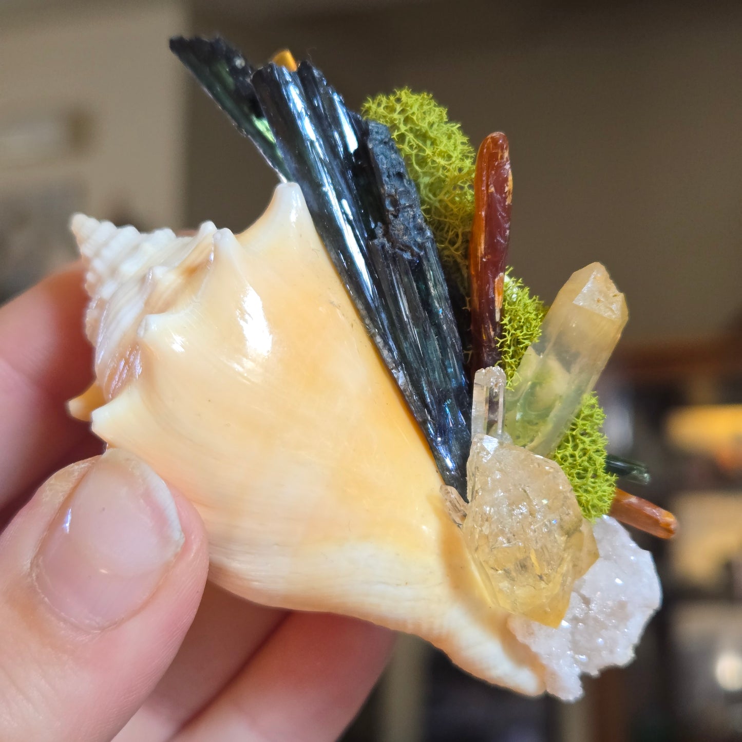 Tidal Treasure
