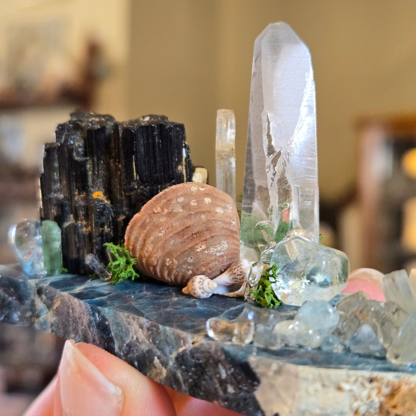 See Shells at the Sea Shore