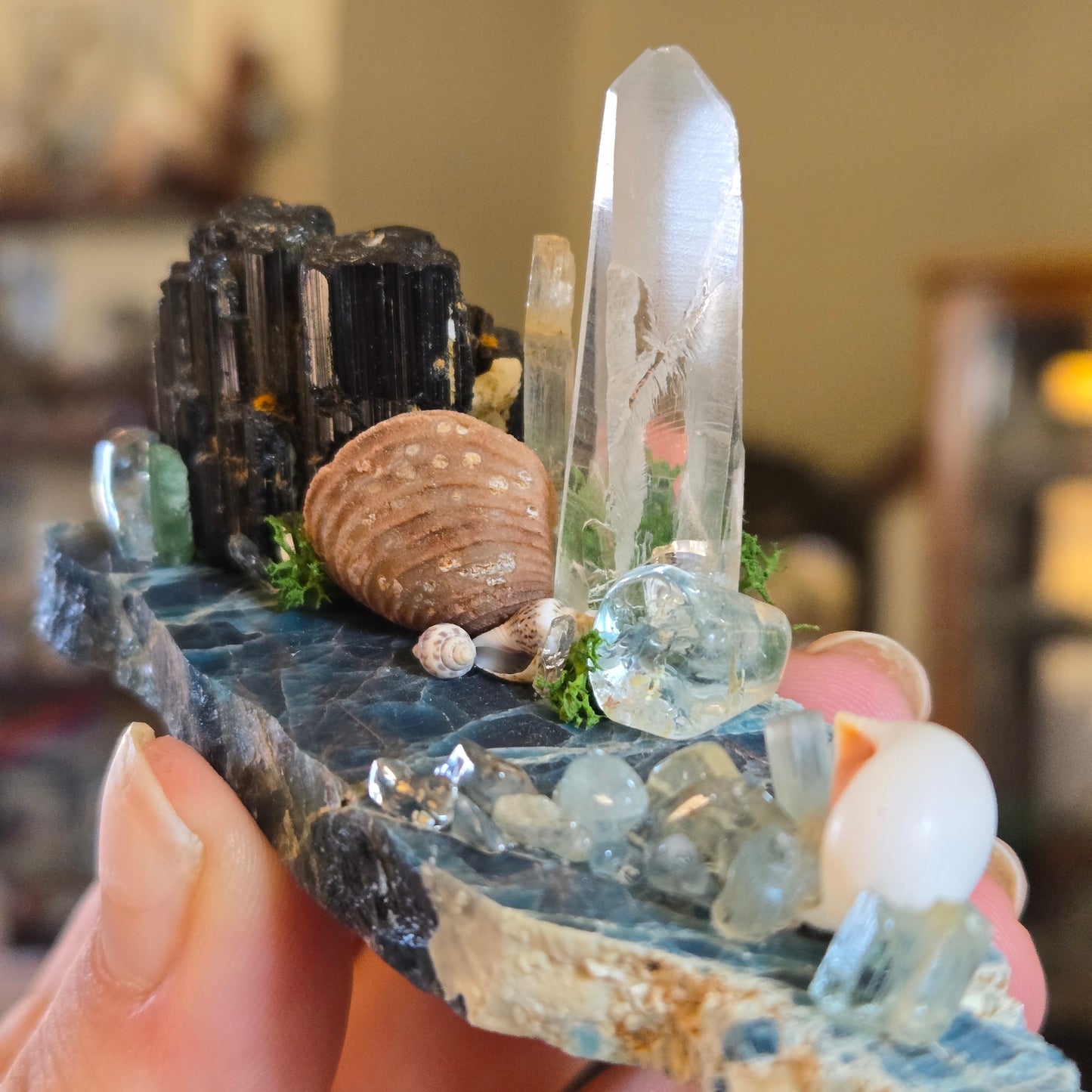 See Shells at the Sea Shore