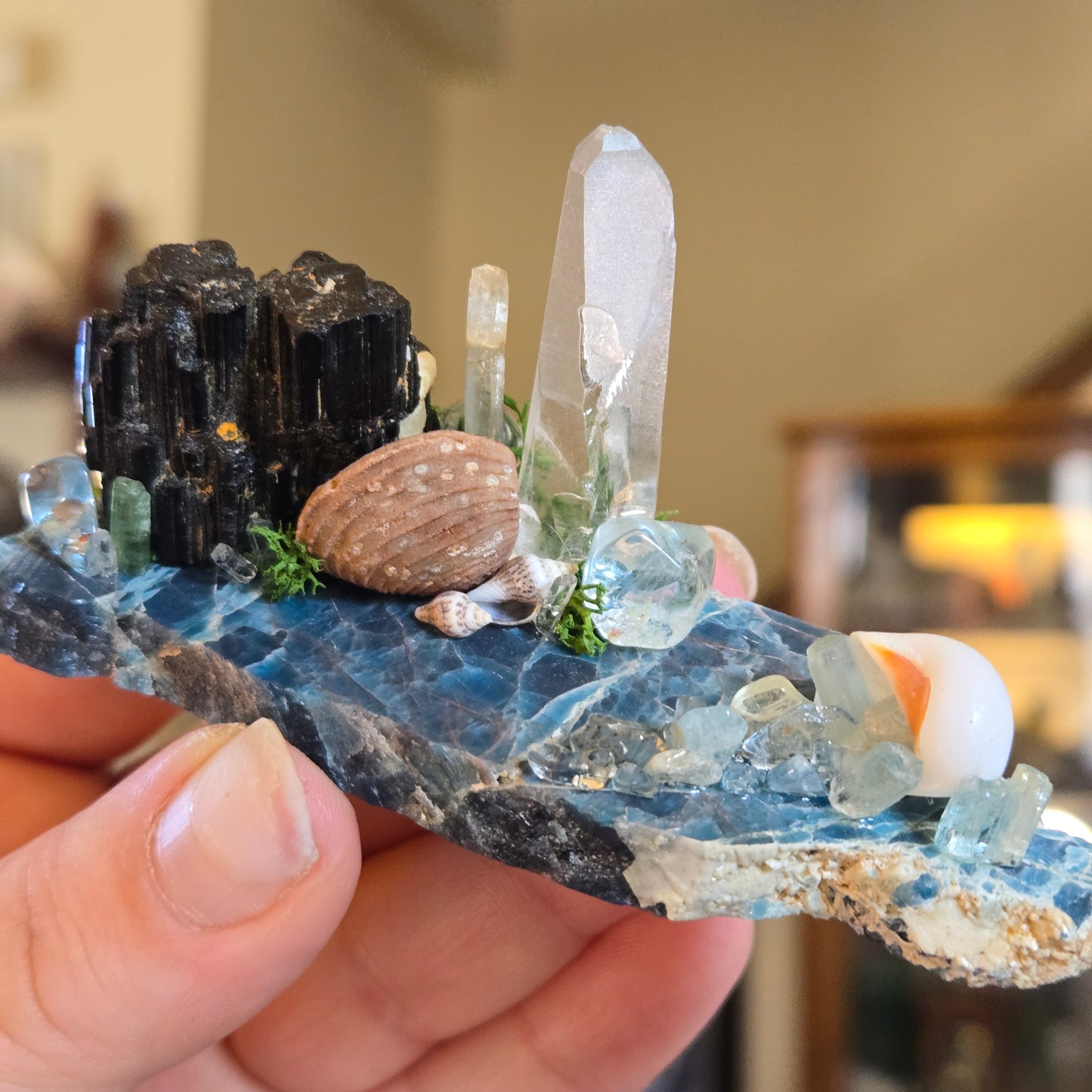 See Shells at the Sea Shore