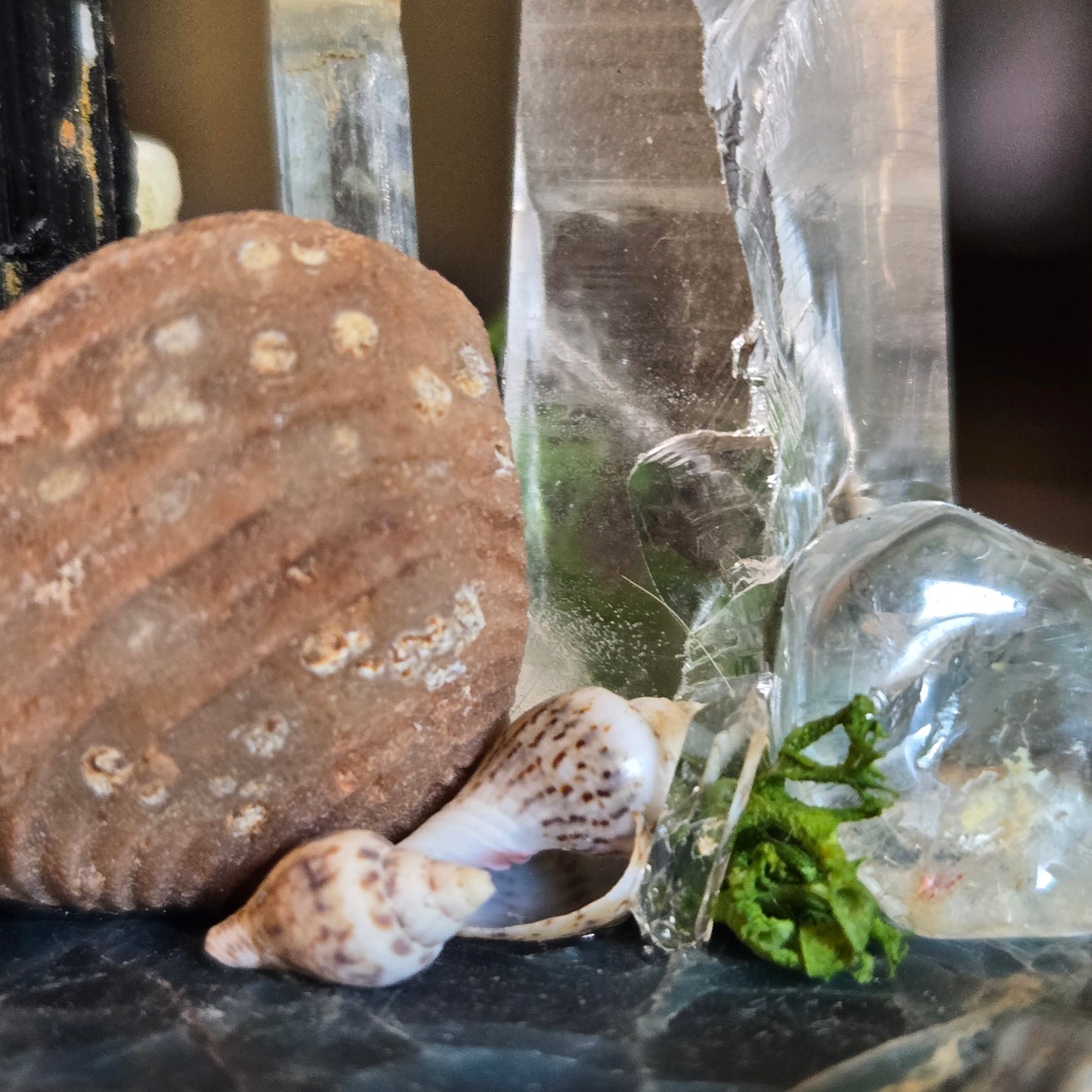 See Shells at the Sea Shore