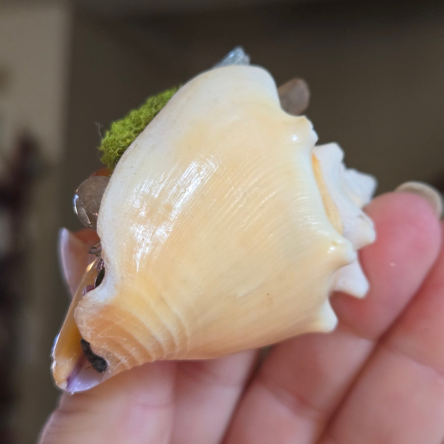 A Shell of a Time