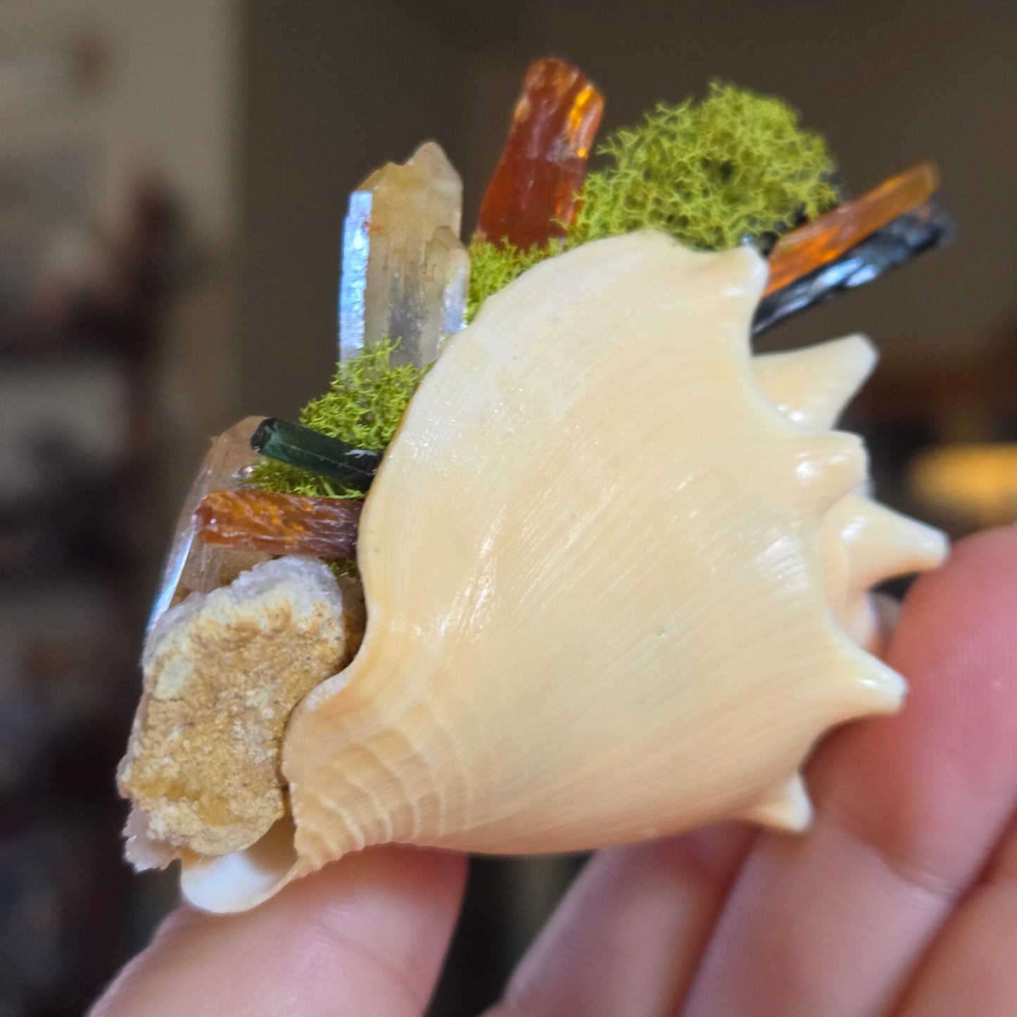Tidal Treasure