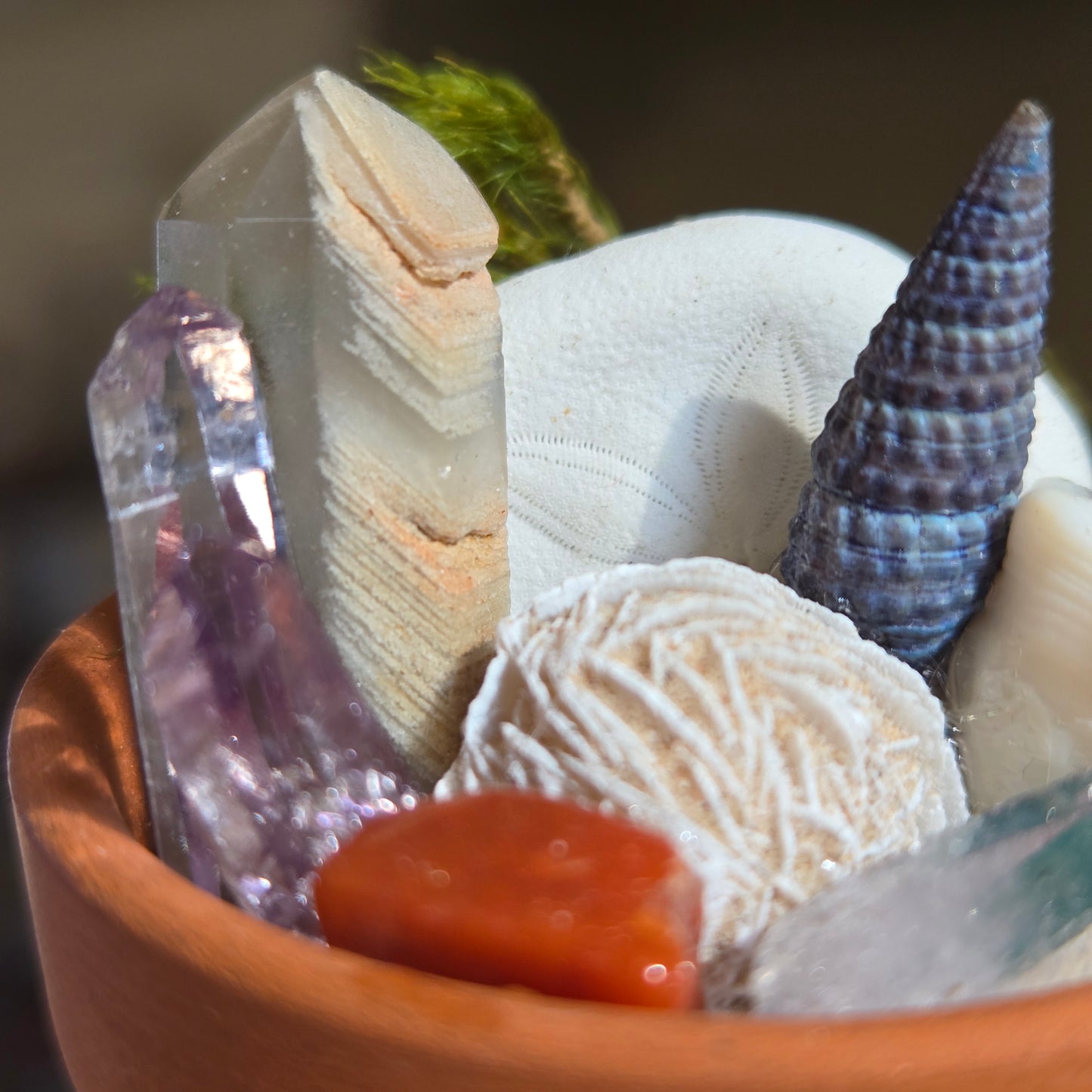 Potted Splendor